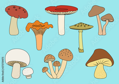 Colorful set of different mushrooms on blue background. Vector illustration