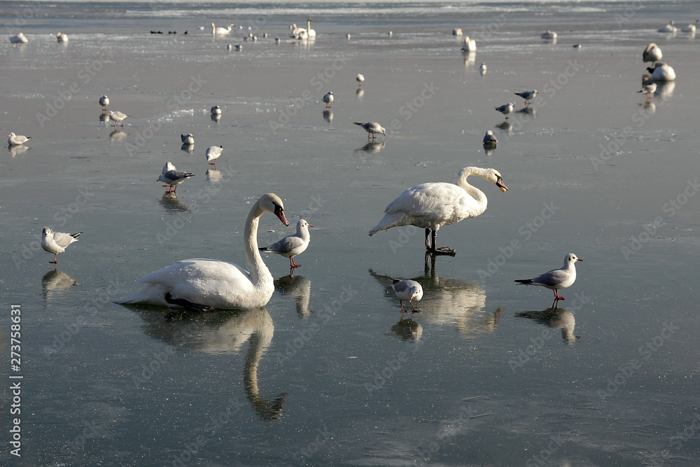 A flock of swans on the ice of a frozen river