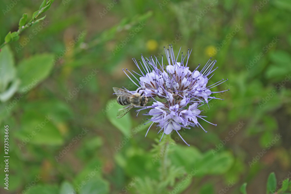 Bienenweide