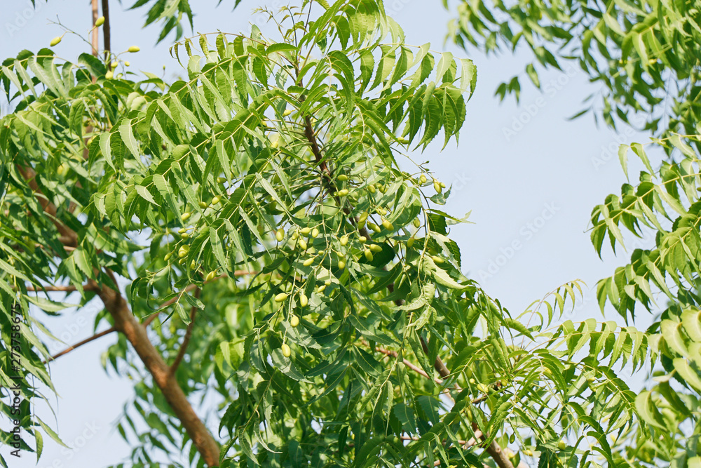 Azadirachta indica, commonly known as neem, nimtree or Indian lilac Azadirachta indica, commonly known as neem, nimtree or Indian lilac