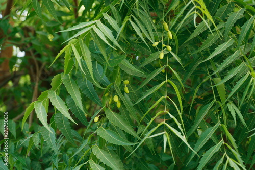 Azadirachta indica, commonly known as neem, nimtree or Indian lilac