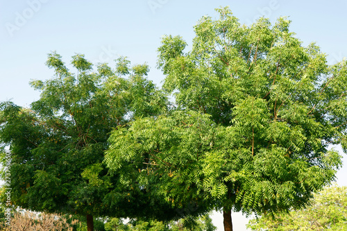 Azadirachta indica  commonly known as neem  nimtree or Indian lilac