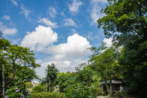 花菖蒲園の風景