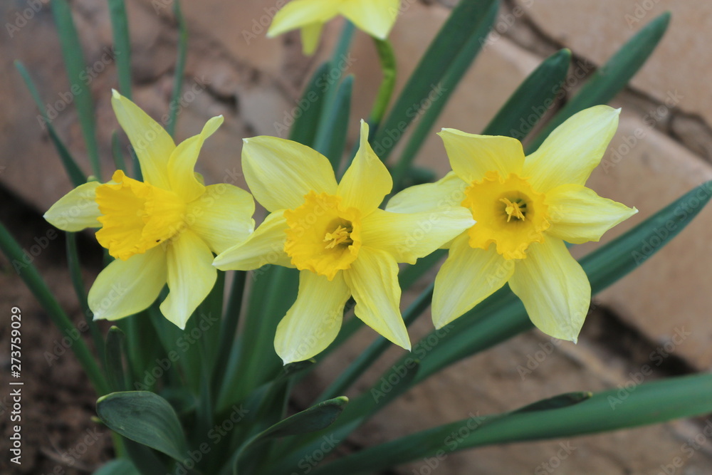 Fototapeta premium daffodils on a white background
