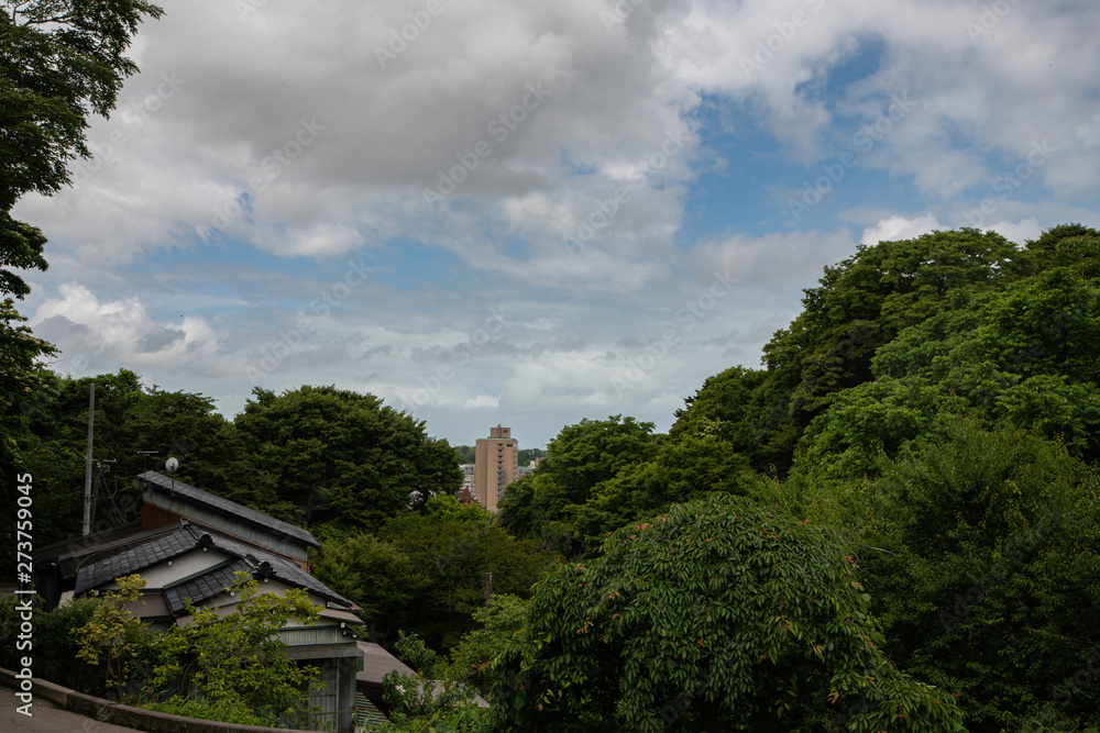 花菖蒲園の風景