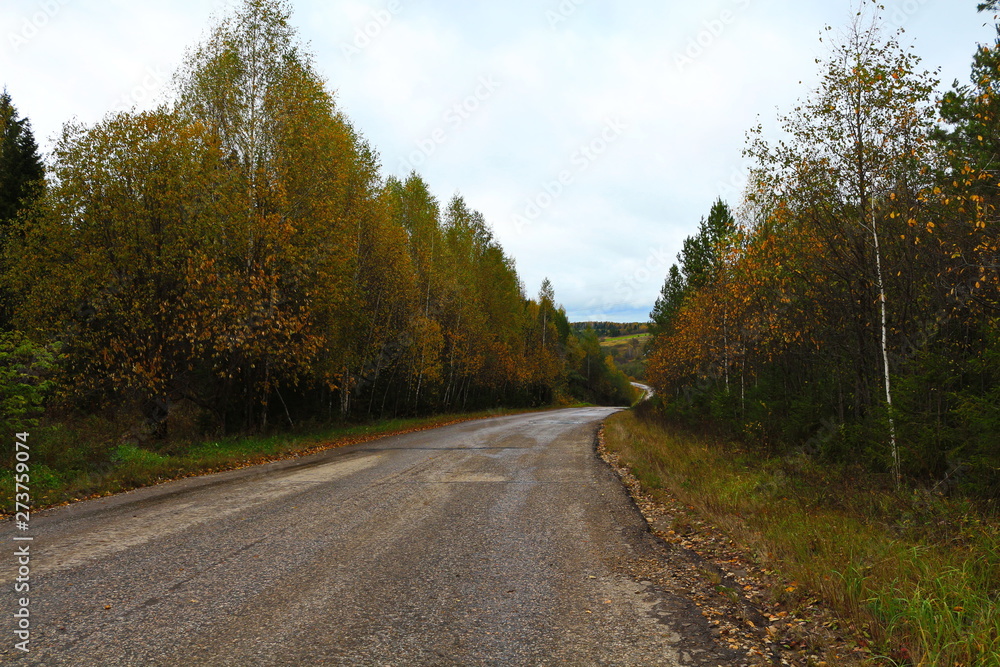 Fototapeta premium road in autumn
