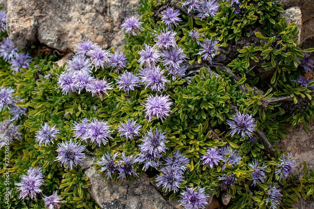 Obraz premium Globularia repens light violet alpine flowers