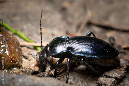 Tela A violet ground beetle eating a slug