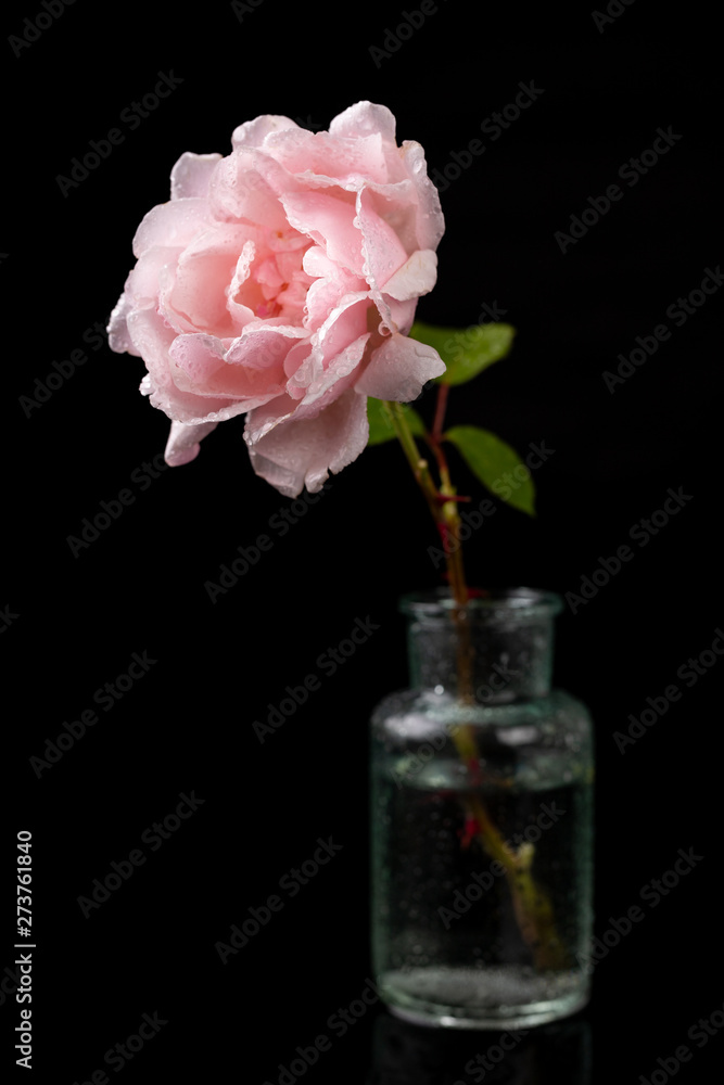 Beautiful rose in a glass vase. Beautiful flower from home garden on a dark table. Beautiful rose in a glass vase. Beautiful flower from home garden on a dark table.