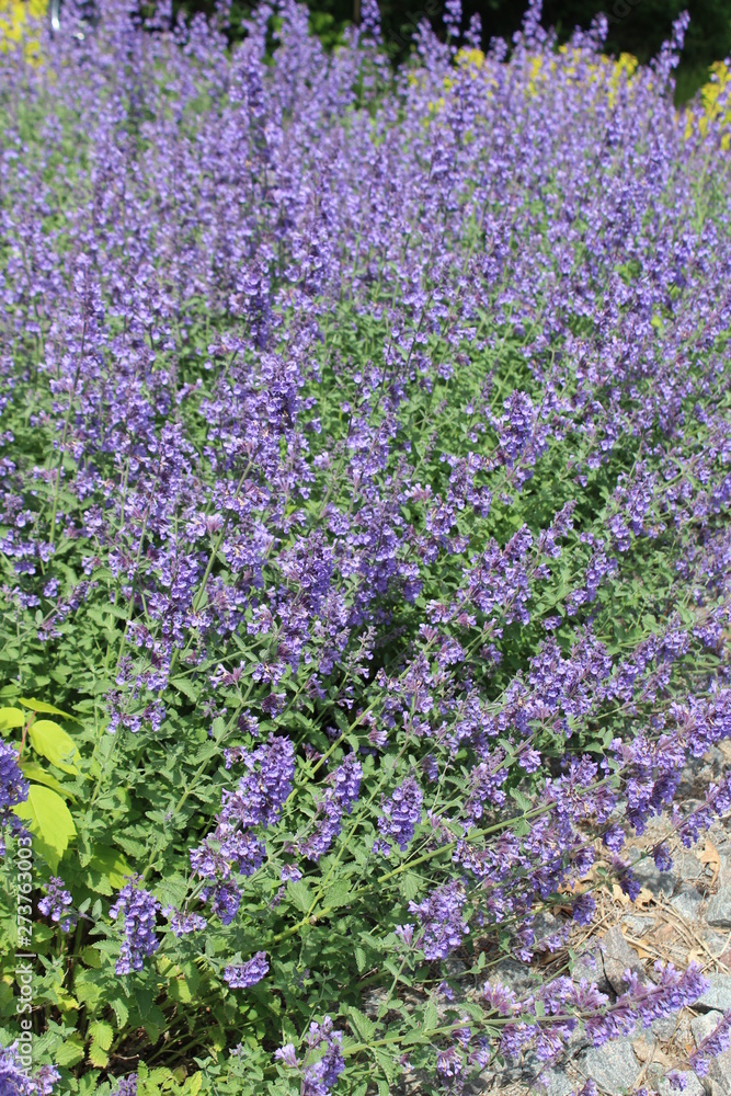 purple lavender flowers purple lavender flowers