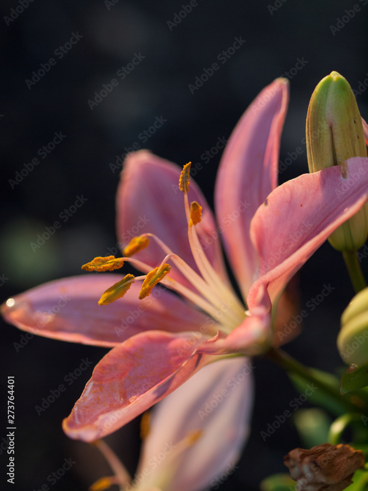 lily flower against dark background lily flower against dark background