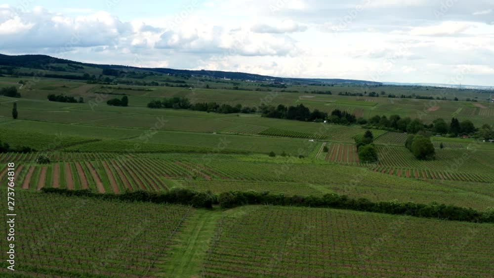 Flying drone above the German vineyard Flying drone above the German vineyard