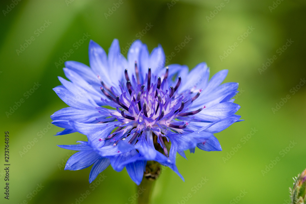 Macro of blossom blue flower of the Cornflower or bachelor's button (Centaurea cyanus) Macro of blossom blue flower of the Cornflower or bachelor's button (Centaurea cyanus)