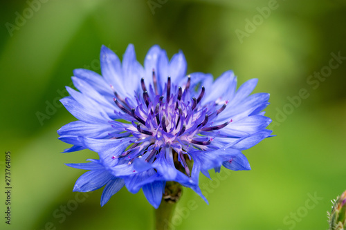 Macro of blossom blue flower of the Cornflower or bachelor s button  Centaurea cyanus  