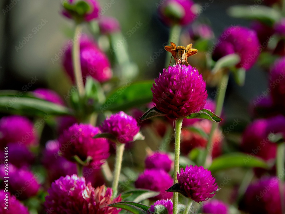 FLORES M FLORES M