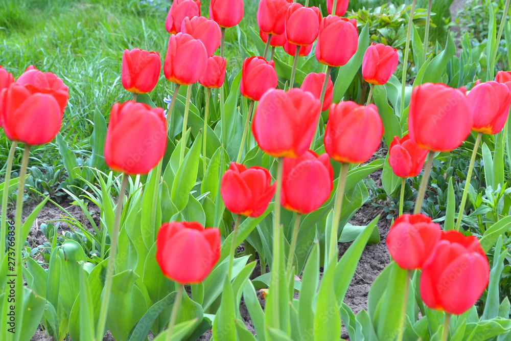 Fototapeta premium Red blooming tulips on the background of Green lawn.