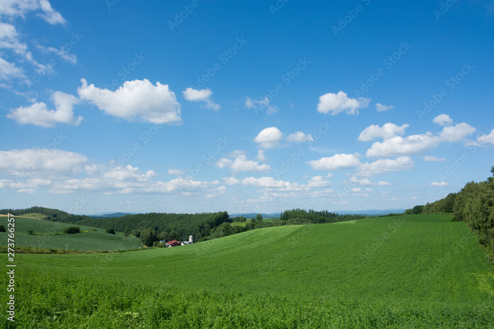 緑の牧草畑と青空