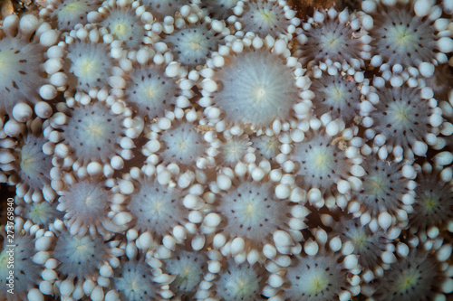 Detail of coral polyps grow on a coral reef in Indonesia. Every single polyp is an animal and a colony is made up of many genetically identical polyps.
