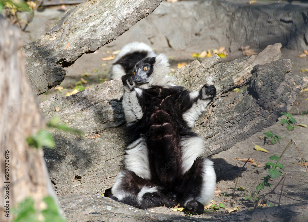 Obraz premium Black and White Ruffed Lemur