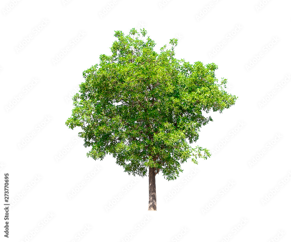 Isolated tree on white background Isolated tree on white background