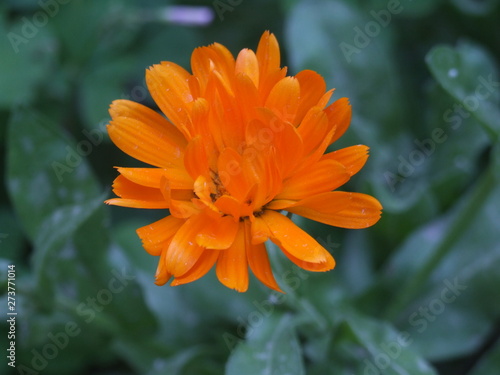 De tu caduco ser das mustias señas