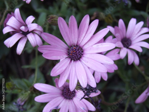 Cuán altiva en tu pompa