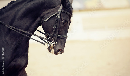 Portrait sports stallion in ammunition. Dressage horse.