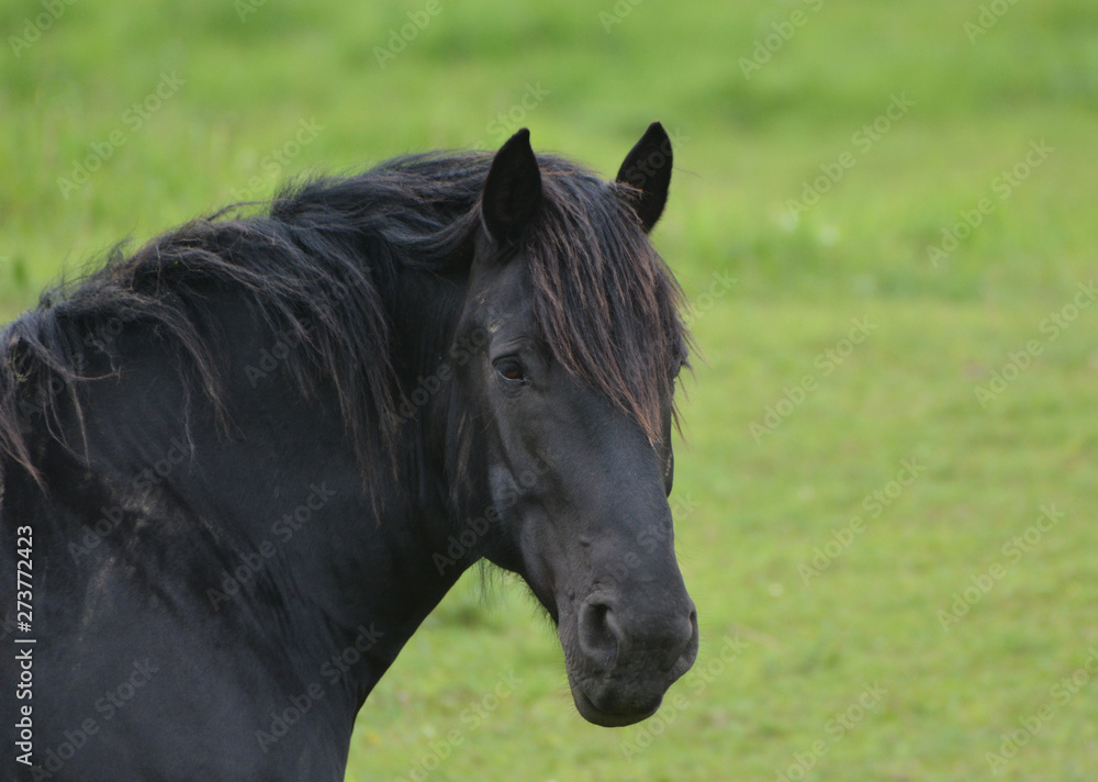 Fototapeta premium Black horse Percheron