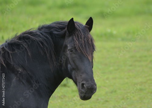 Black horse Percheron © Carol Hamilton