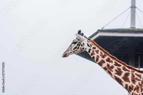 Wild life nature. The giraff walking and eats grass  in zoo. African animal © joi