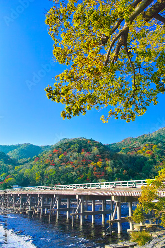 紅葉シーズン京都、紅葉したイチョウと渡月橋