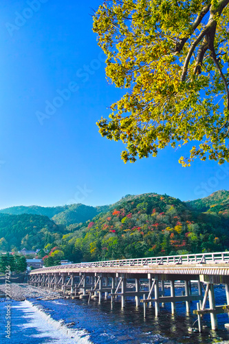 紅葉シーズン京都、紅葉したイチョウと渡月橋