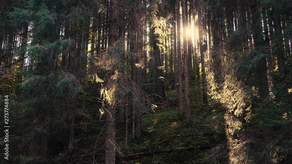 Sun is shining through the trees in dark forest in mountain. Pristine forest with long trees trunks, moss, green grass and shining shimmering sunset, 4k Sun is shining through the trees in dark forest in mountain. Pristine forest with long trees trunks, moss, green grass and shining shimmering sunset, 4k