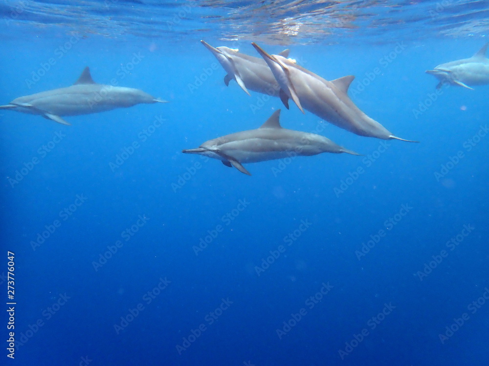 Fototapeta premium Pod of Spinner Dolphins
