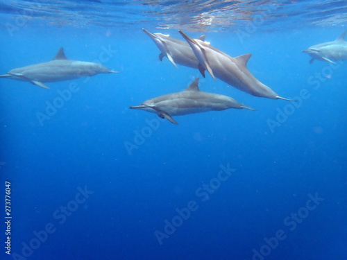 Pod of Spinner Dolphins © PhotoTakingTraveler