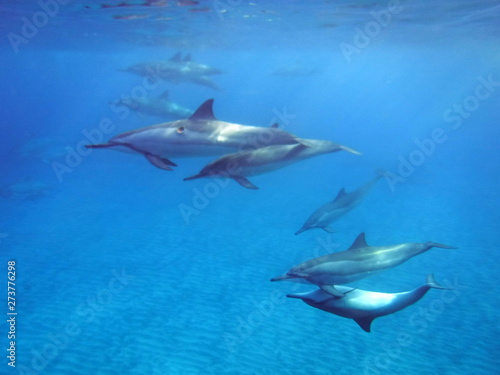 Pod of Spinner Dolphins, Hawaii