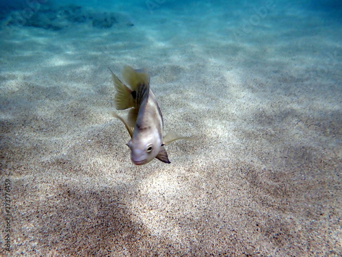Underwater Fish Hanuama Bay