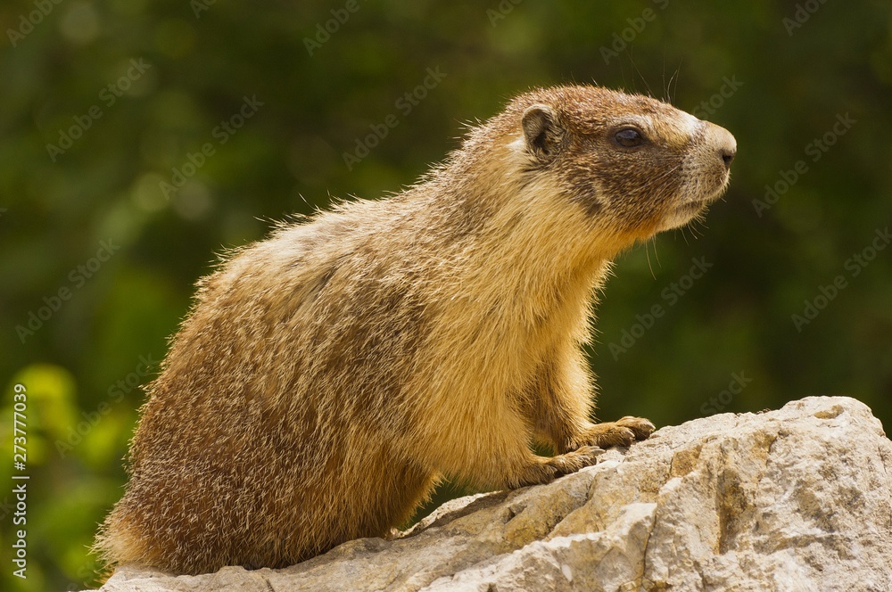 Gopher standing on a rock Gopher standing on a rock