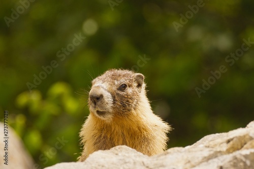  Gopher on a rock