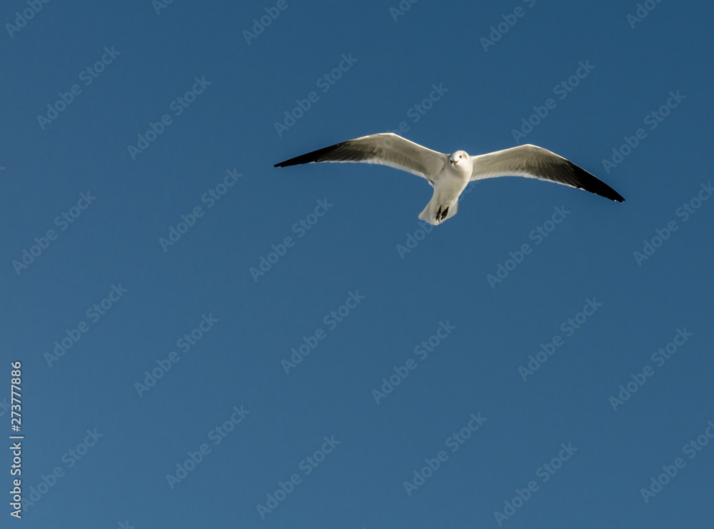 Seagull against blue sky Seagull against blue sky