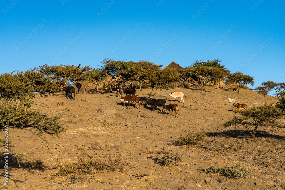 landscape in the highlands of Lalibela, Ethiopia landscape in the highlands of Lalibela, Ethiopia
