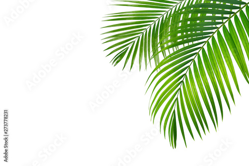  Green leaf of palm tree on blue background