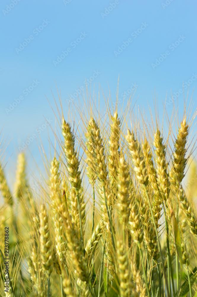 field of wheat