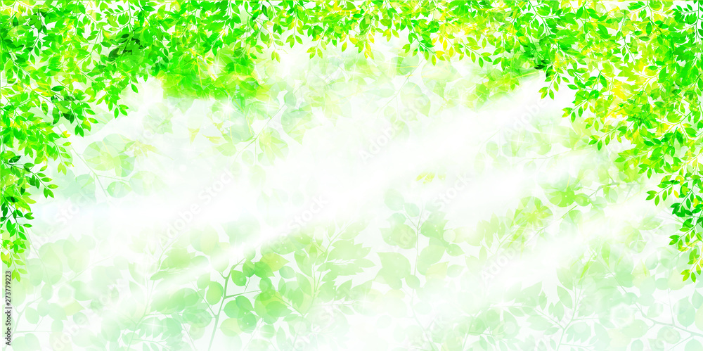 Fototapeta premium もみじ 新緑 葉 背景