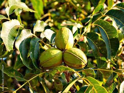Obraz na płótnie Pecan nuts on tree in Georgia, USA w salonie