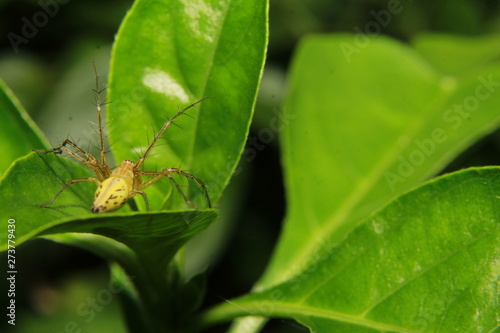 Spider on leaf. © #CHANNELM2