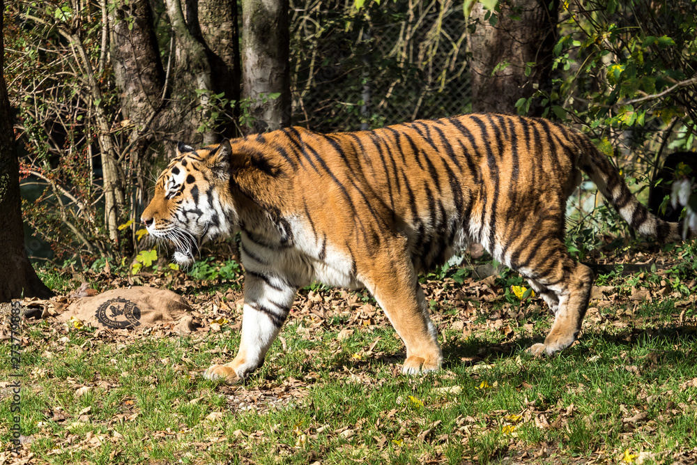 Fototapeta premium The Siberian tiger,Panthera tigris altaica in the zoo