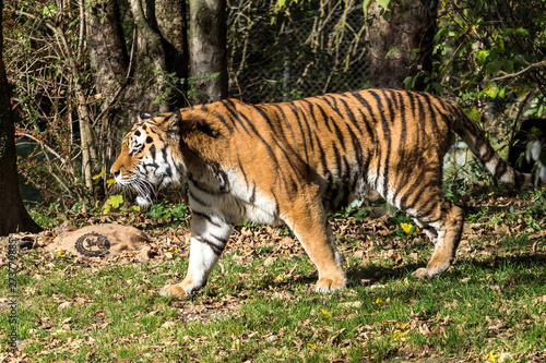 The Siberian tiger Panthera tigris altaica in the zoo