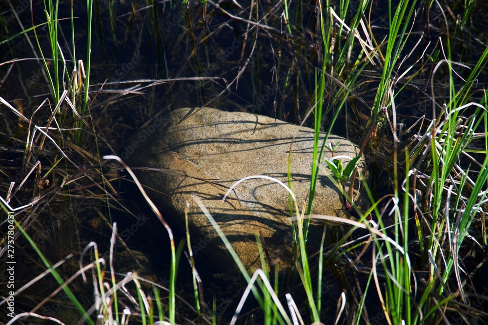 Close up on plants and rock in shallow river bank Close up on plants and rock in shallow river bank