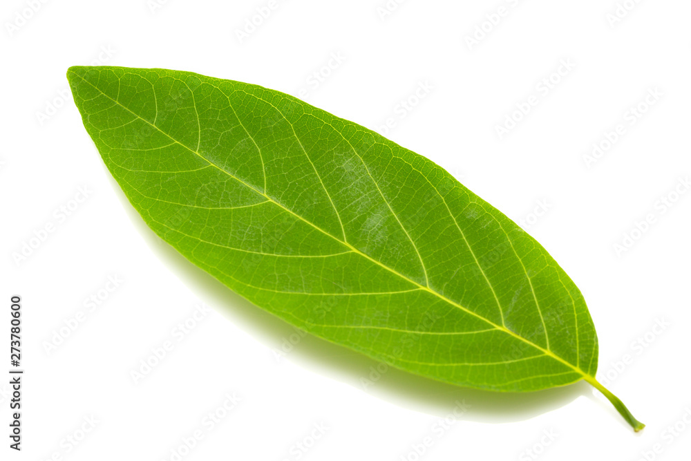 Obraz premium Green leaf texture